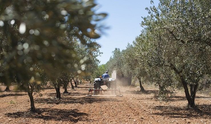 Fallece un hombre tras volcar su tractor en Málaga