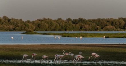 Se crea una Alianza en España para impulsar la restauración ecológica