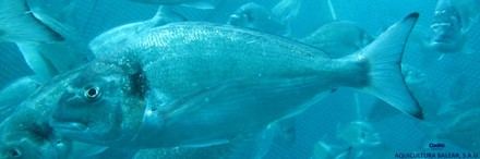 Descubren que los peces de la misma especie tienen secretos energéticos ocultos que podrían cambiarlo todo