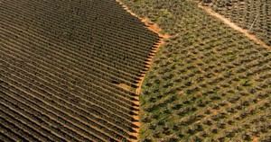 Greenpeace alerta sobre el impacto de los fondos buitre en la agricultura española