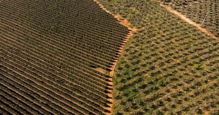Greenpeace alerta sobre el impacto de los fondos buitre en la agricultura española