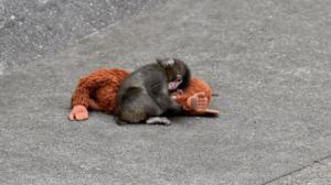 Punch, el mono huérfano, sufre al perder su querido peluche