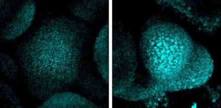 Las plantas detienen su crecimiento en sequía para proteger su ADN, según el CSIC