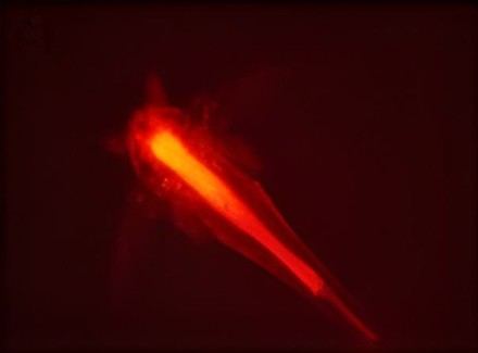 Los crustáceos obtienen energía de microplásticos biodegradables