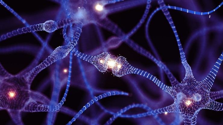 Nuevo modelo neuronal mejora el diseño de redes artificiales inspiradas en el cerebro