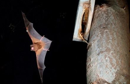 Científicos españoles documentan cómo el murciélago europeo devora aves en vuelo