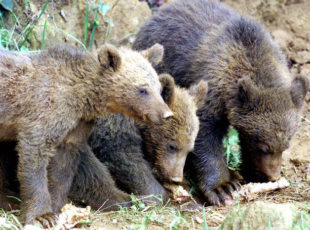 Las Comunidades Autónomas suspenden también en Conservación