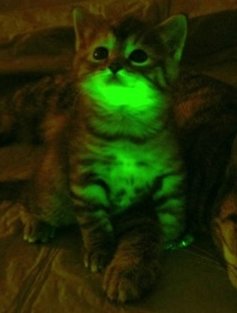 Gatos transgénicos y fluorescentes inmunes al sida