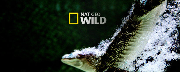 Tierra de Lobos gana la partida