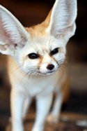 Curiosidades de la Naturaleza : una Mascota Saharaui