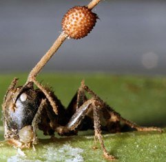 Curiosidades de la Naturaleza : Hongos invasores de cuerpos