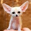 Curiosidades de la Naturaleza : una Mascota Saharaui