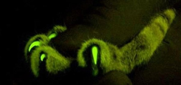 Gatos transgénicos y fluorescentes inmunes al sida