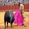 Primer acercamiento al mundo del Toro