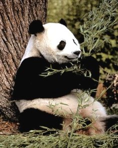 Los Osos Panda tienen la clave