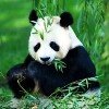 Los Osos Panda tienen la clave
