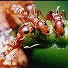 Curiosidades de la Naturaleza: unos pequeños grandes defensores