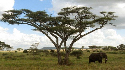 Curiosidades de la Naturaleza: unos pequeños grandes defensores