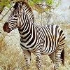 Curiosidades de la Naturaleza: El Okapi, entre la jirafa y la cebra