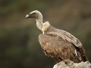Mayor de lo previsto