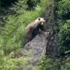 Plantar frutales y poner Colmenas para recuperar el oso pardo