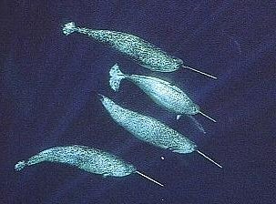 Curiosidades de la Naturaleza : un diente muy especial