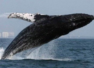 Especies en peligro: La ballena yubarta