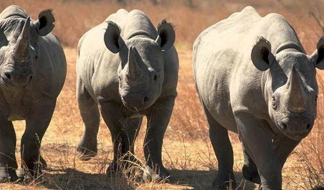La actualización de la Lista Roja de la IUCN da mucho que pensar