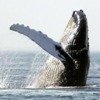 Especies en peligro: La ballena yubarta