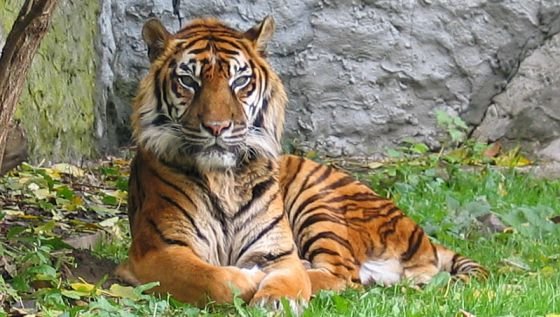 Barus, un tigre del zoo de Barcelona, muere ahogado