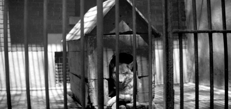 Zoo (CBS) 